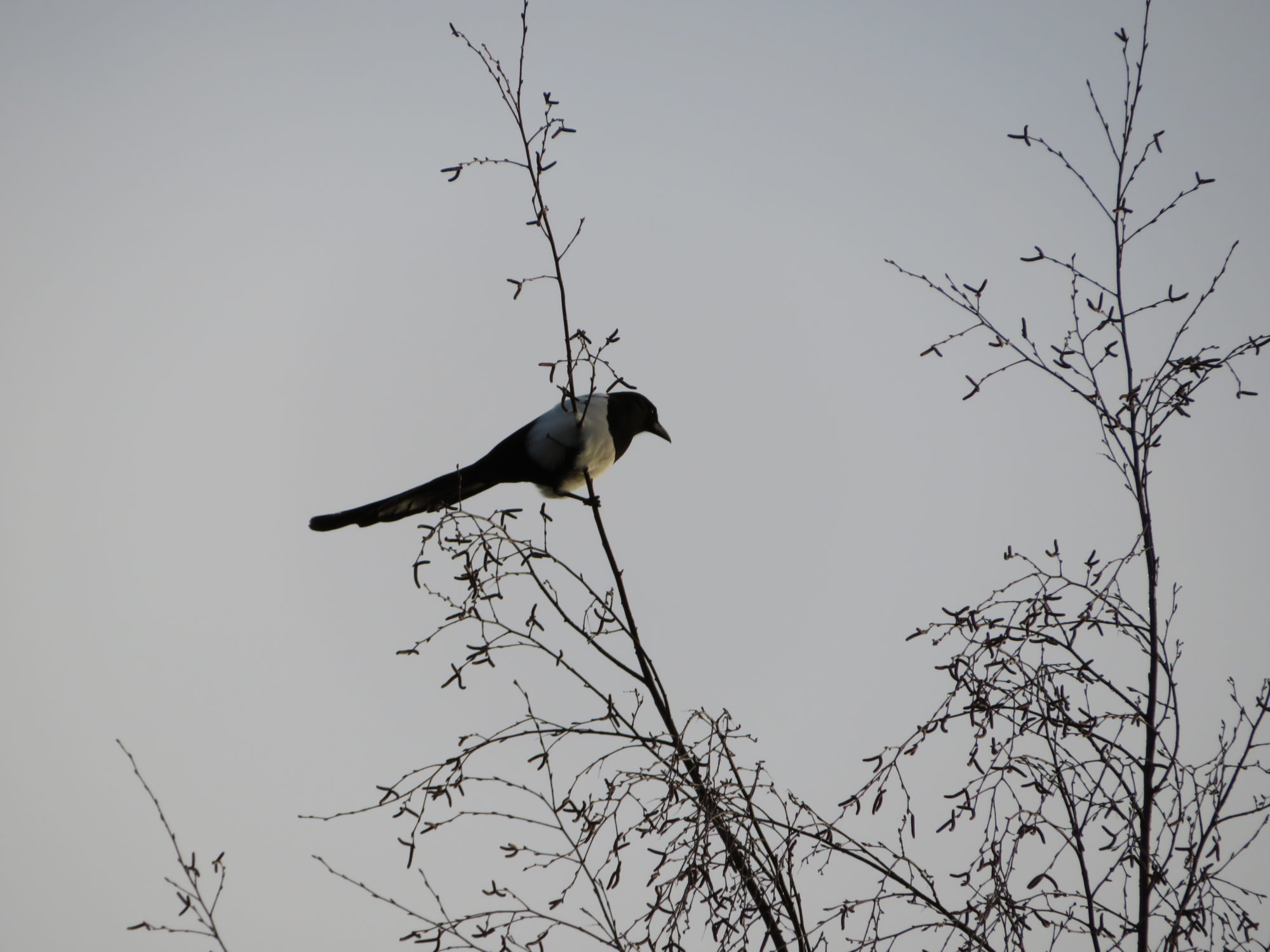 Valokuvaaja: Risto Kangassalo