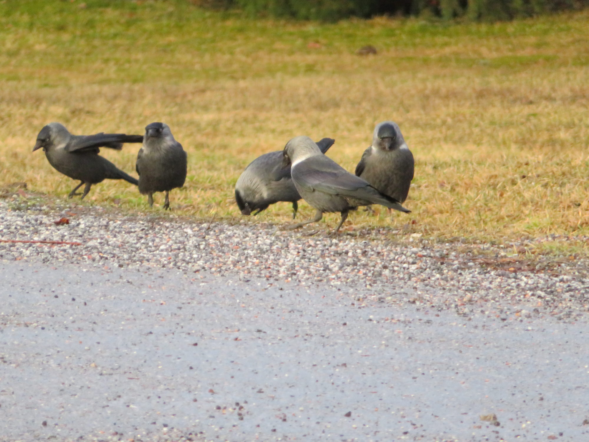 Valokuvaaja: Risto Kangassalo Valokuvaaja: Risto Kangassalo