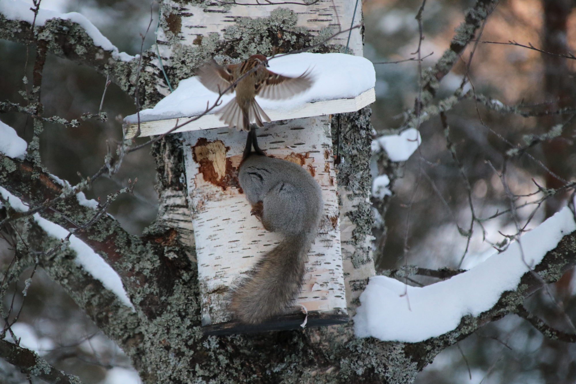 Valokuvaaja: Helena Sytelä