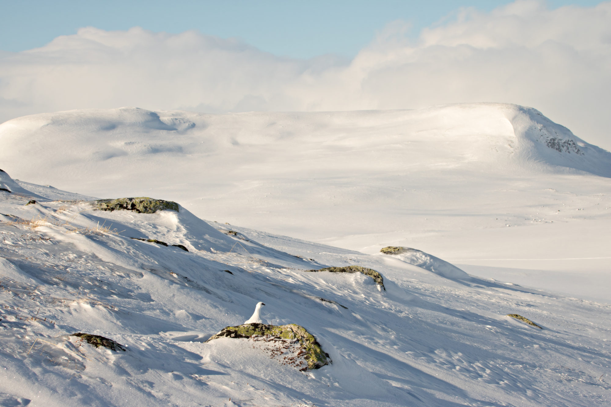 Valokuvaaja: Katri Niskanen
