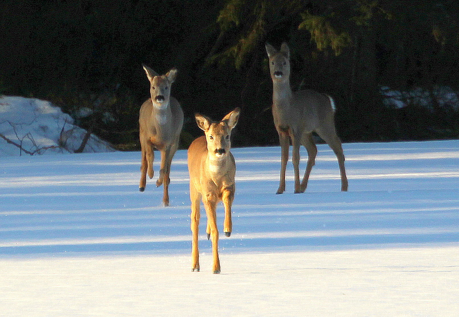 Valokuvaaja: sirpa jyske