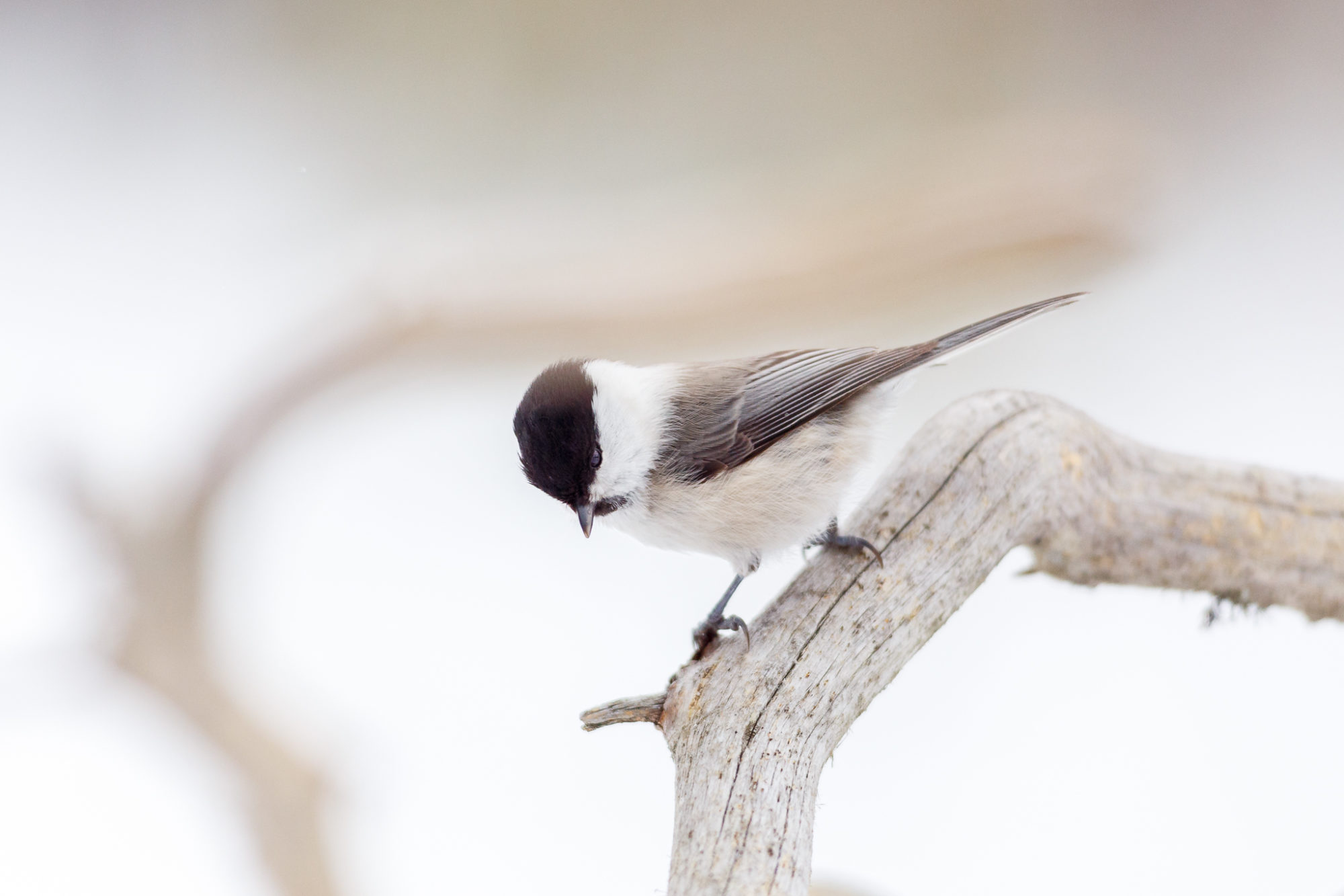 Valokuvaaja: Antti Toivanen