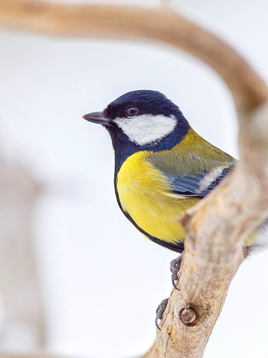 Valokuvaaja: Antti Toivanen