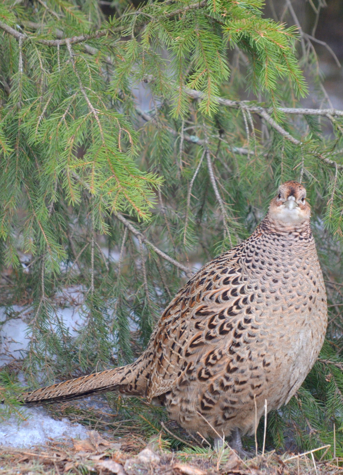 Valokuvaaja: Kaarlo Asikainen