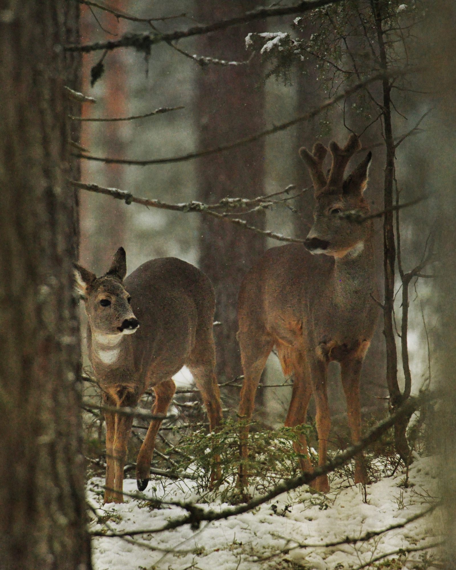 Valokuvaaja: Jenni Merilä