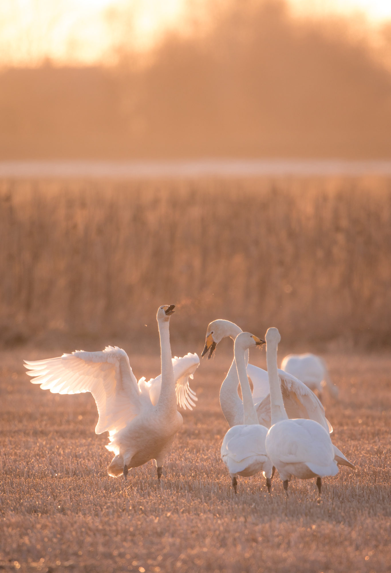 Valokuvaaja: Jukka Risikko