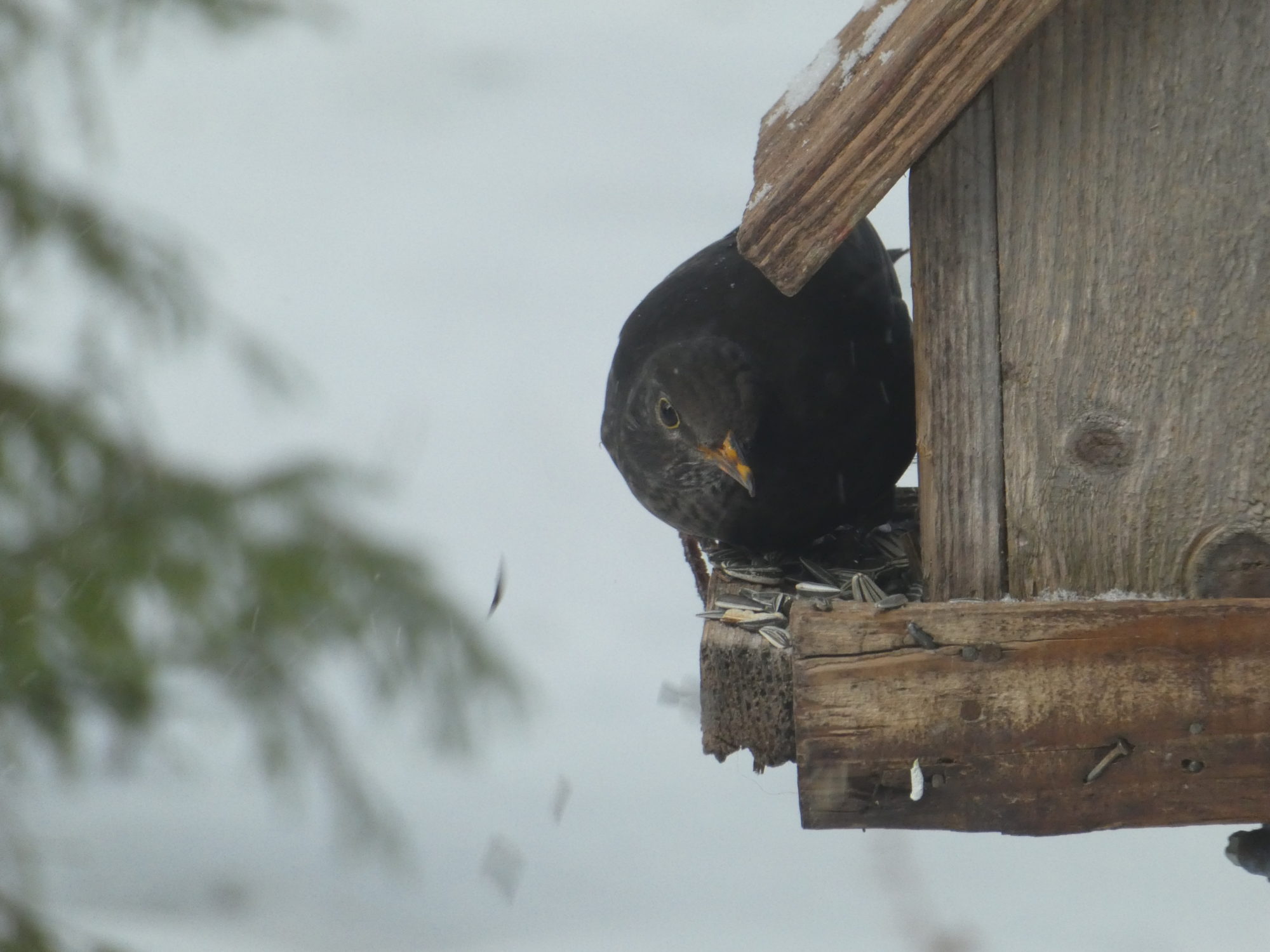 Valokuvaaja: Anja Mustamaa
