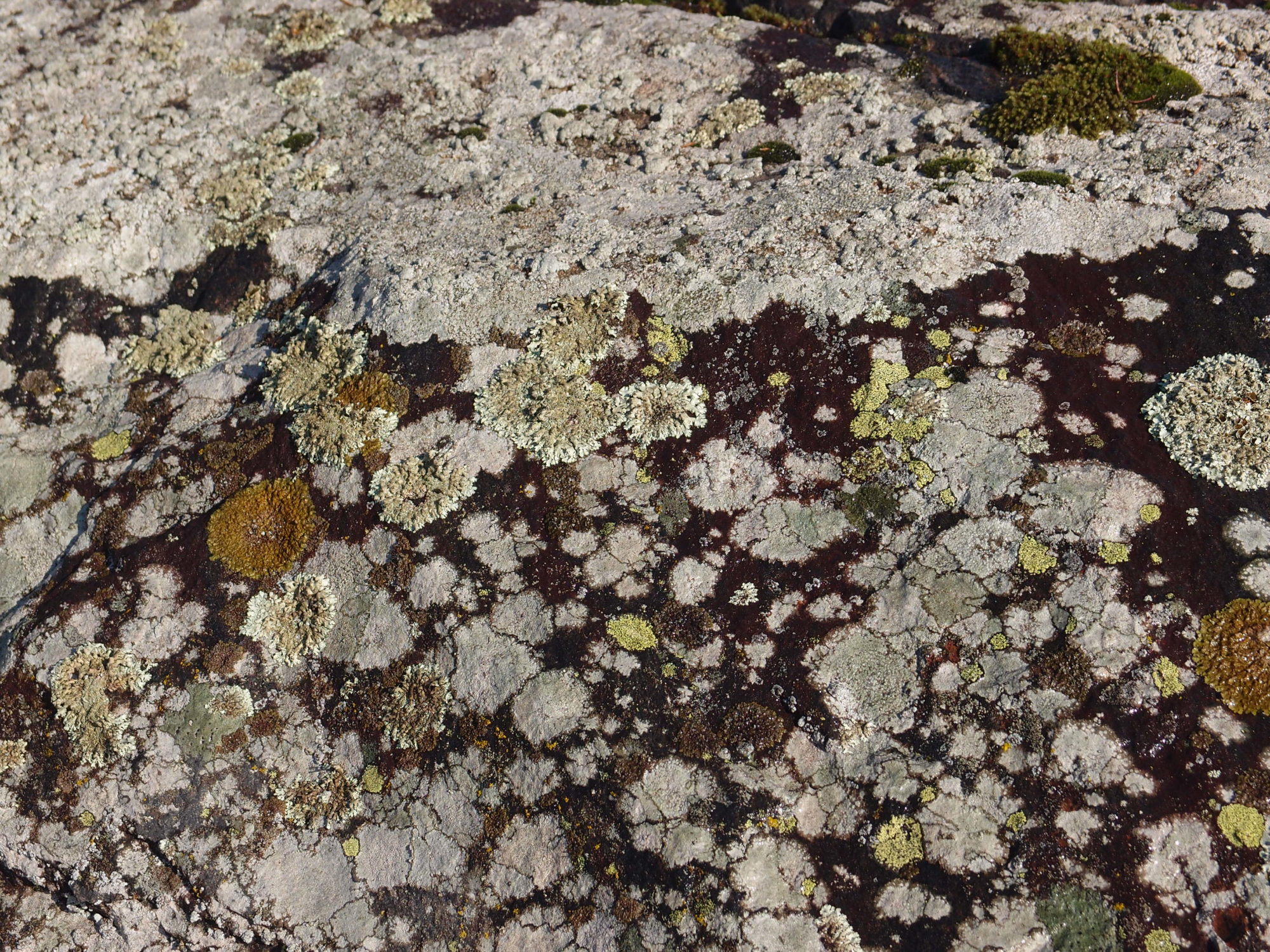 Valokuvaaja: Risto Kangassalo