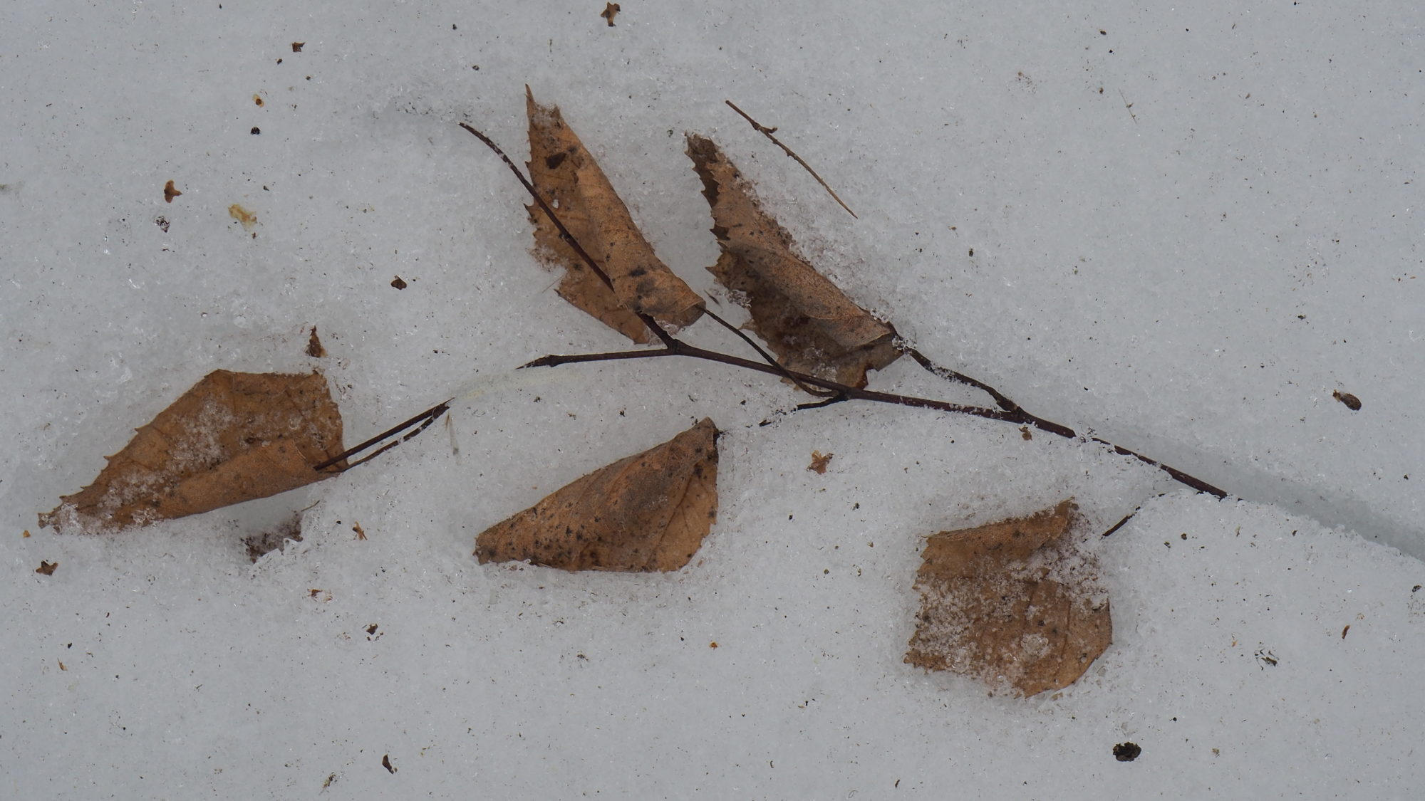 Valokuvaaja: Arja Valtonen