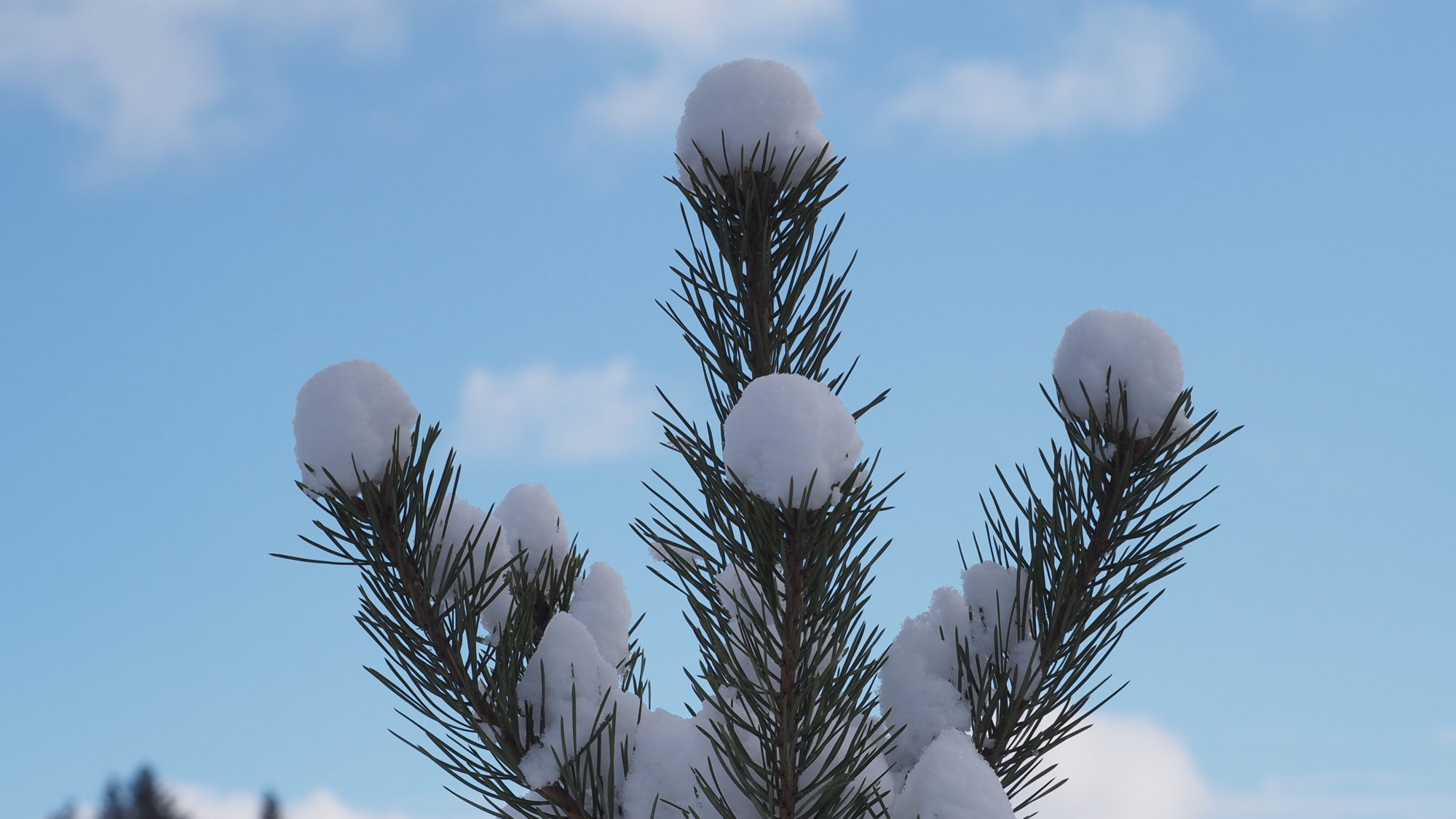 Valokuvaaja: Arja Valtonen