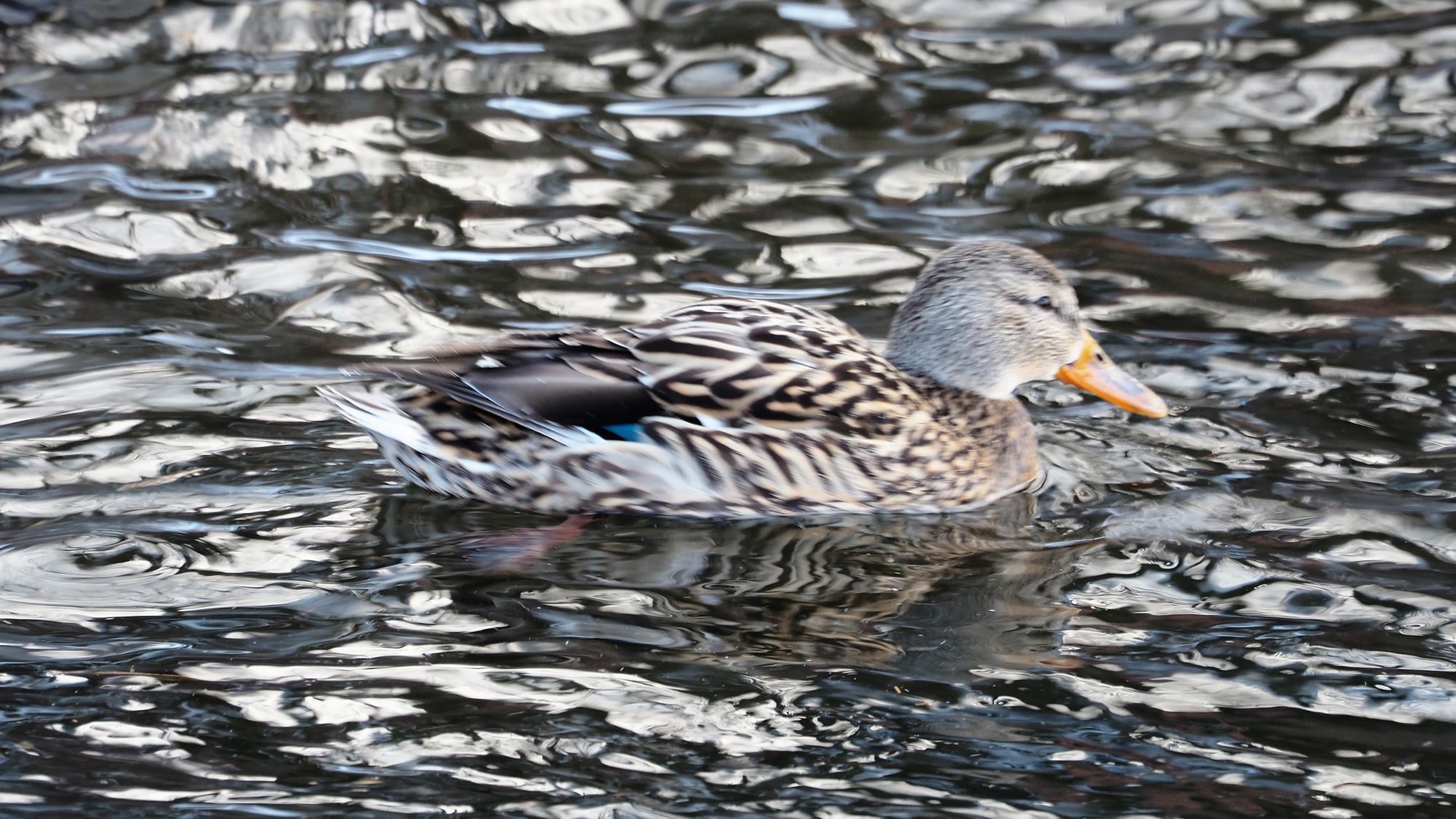 Valokuvaaja: Arja Valtonen