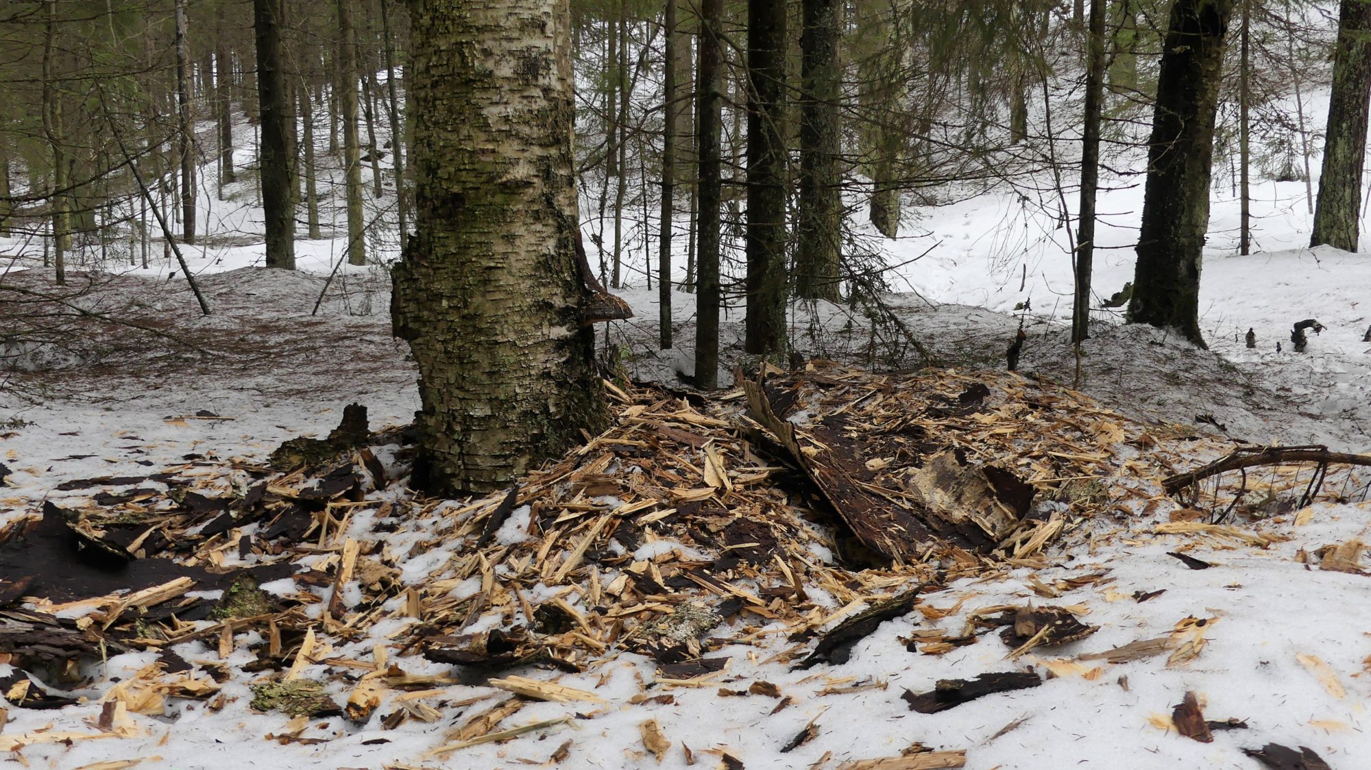 Valokuvaaja: Martti Valtonen