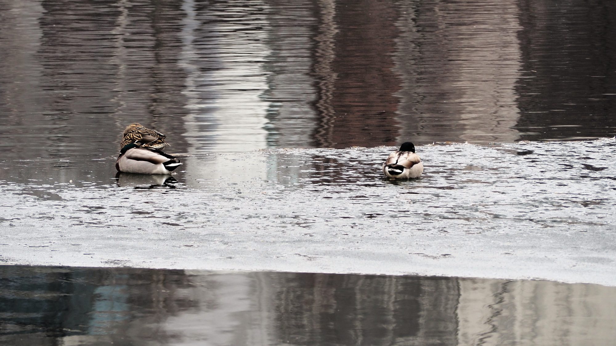 Valokuvaaja: Arja Valtonen