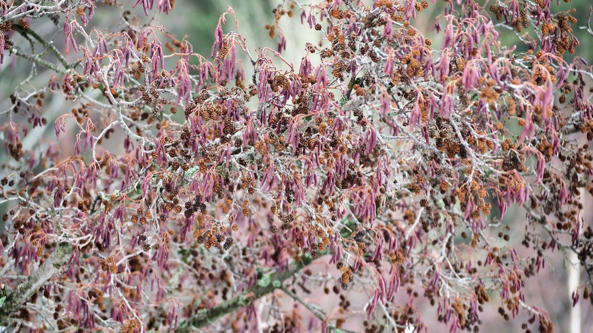 Valokuvaaja: Arja Valtonen