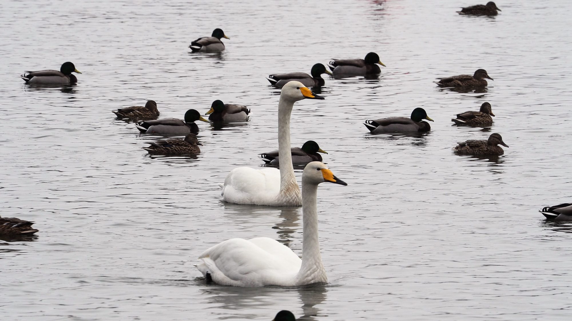 Valokuvaaja: Arja Valtonen