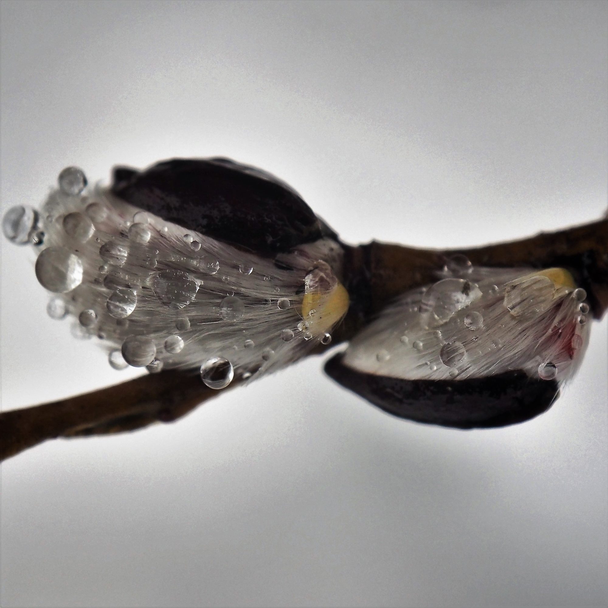 Valokuvaaja: Arja Valtonen Valokuvaaja: Arja Valtonen