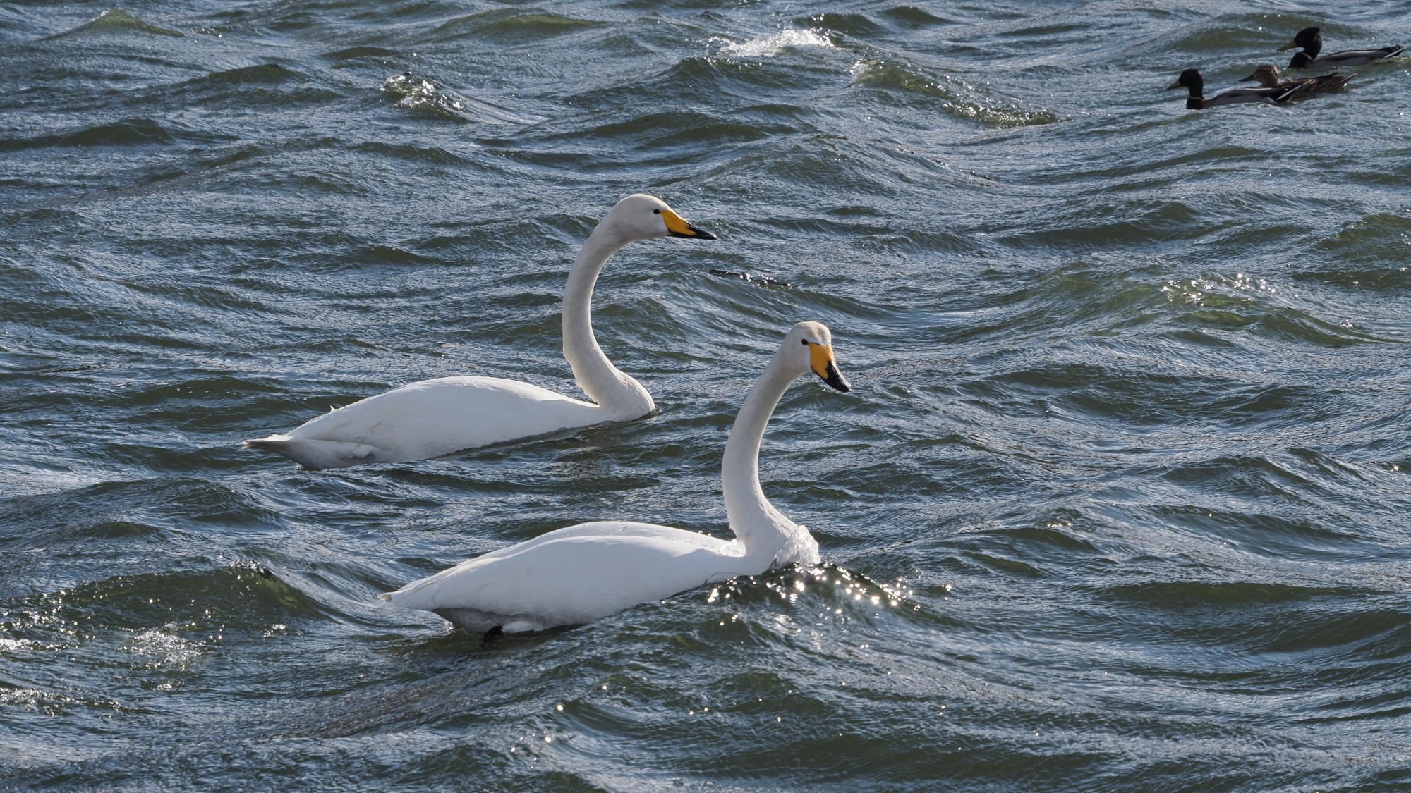 Valokuvaaja: Arja Valtonen