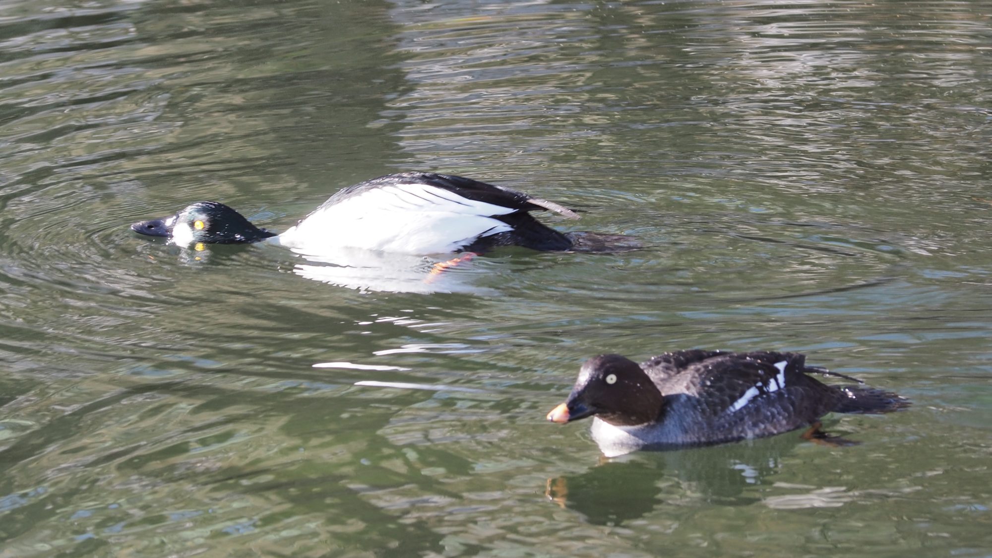 Valokuvaaja: Arja Valtonen