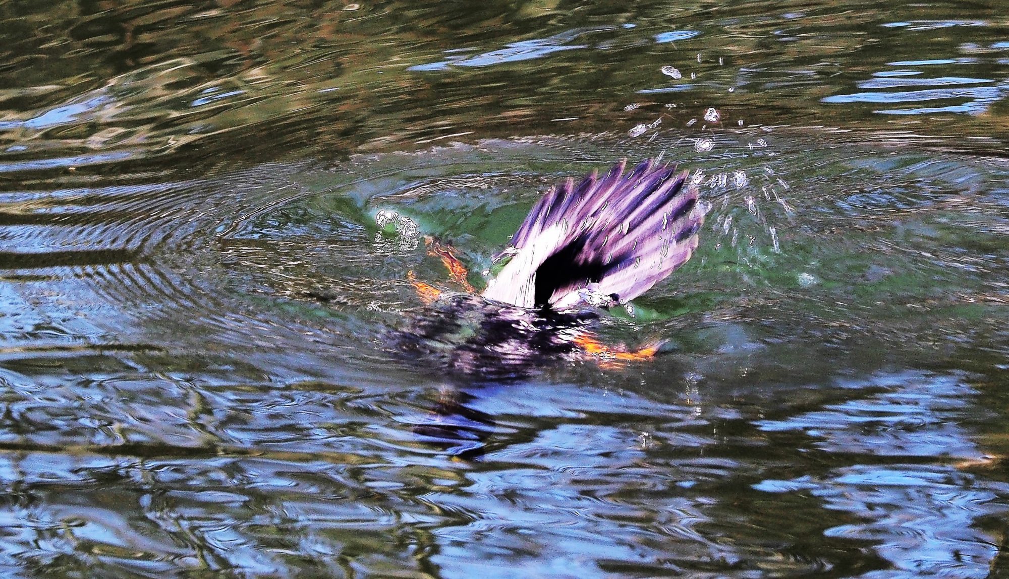 Valokuvaaja: Arja Valtonen