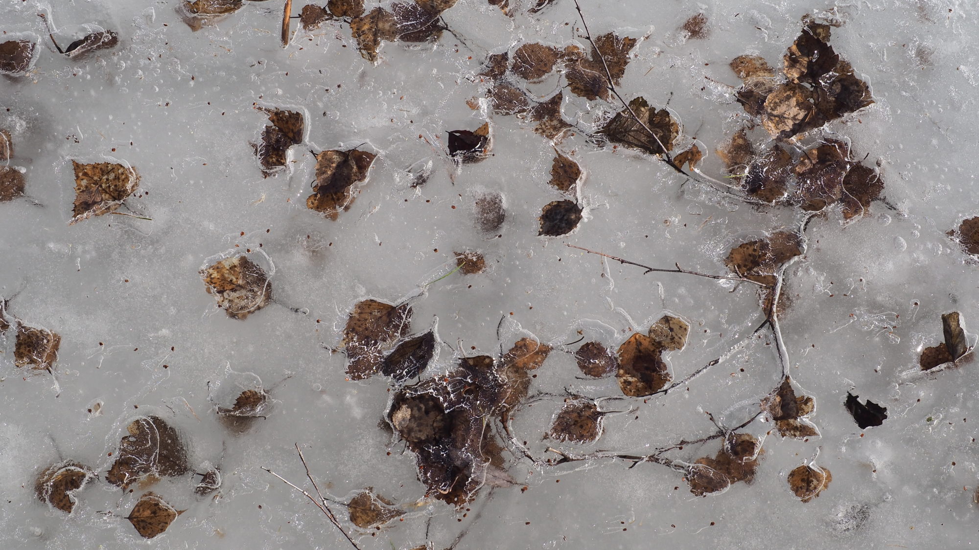 Valokuvaaja: Arja Valtonen