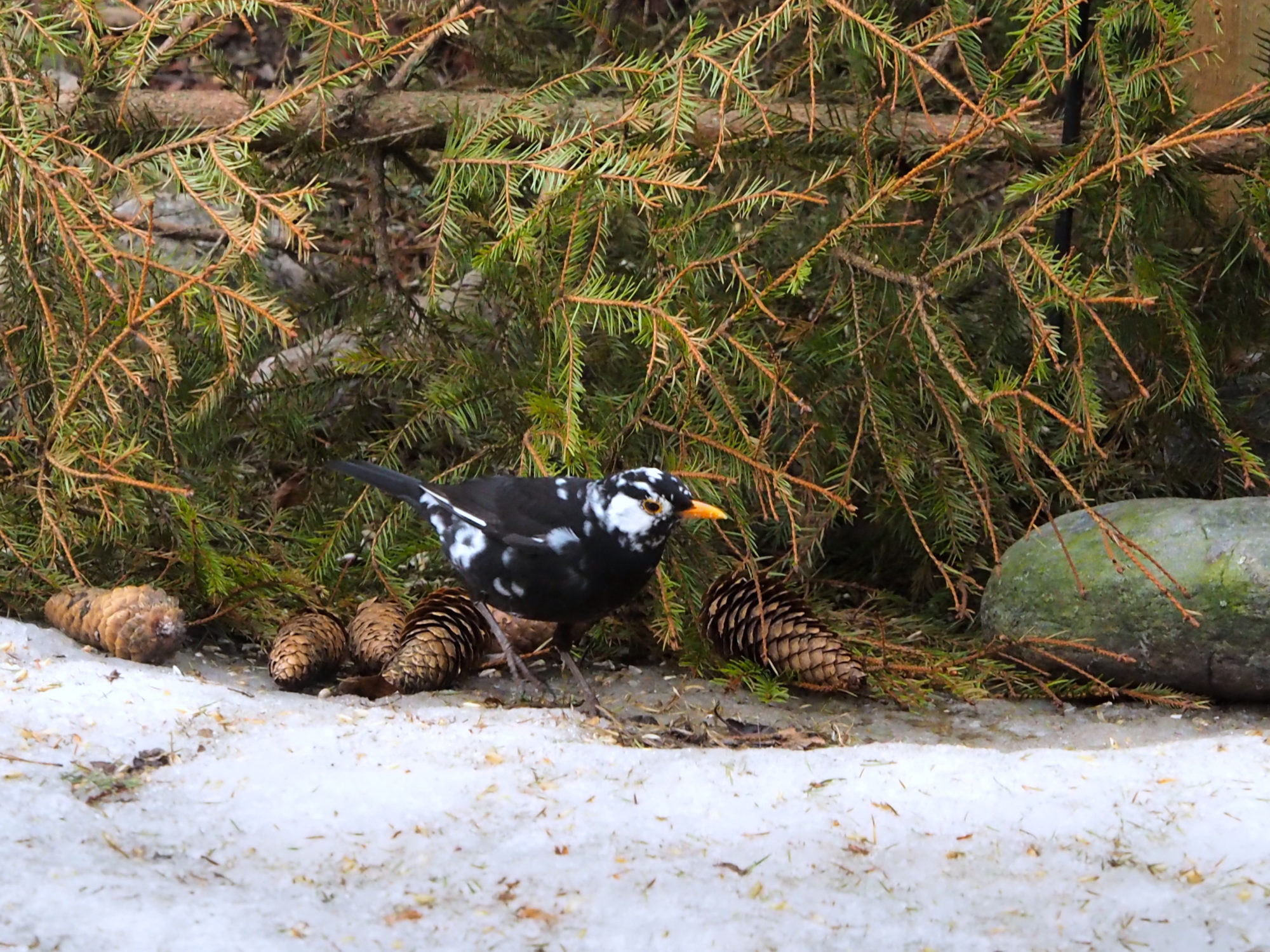 Valokuvaaja: Aki Jalava