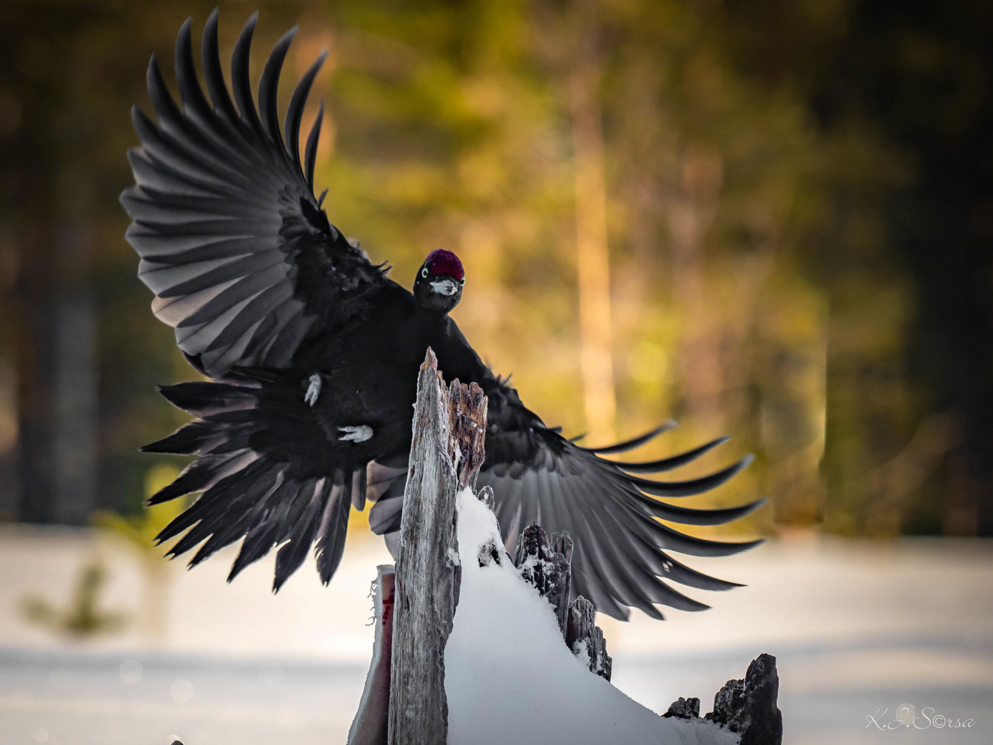 Valokuvaaja: Kyösti Sorsa