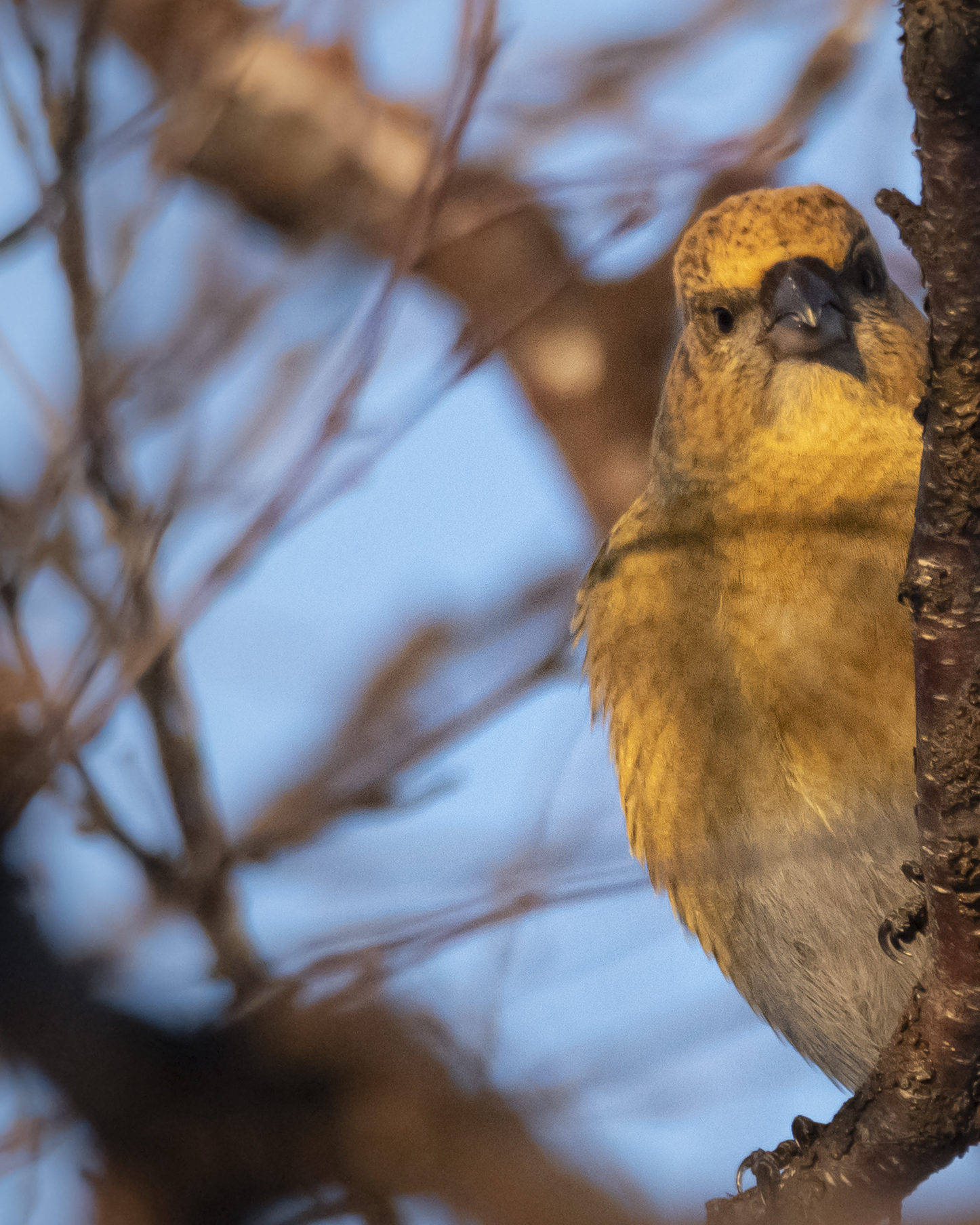 Valokuvaaja: Sannamari Blinnikka-Tyrväinen