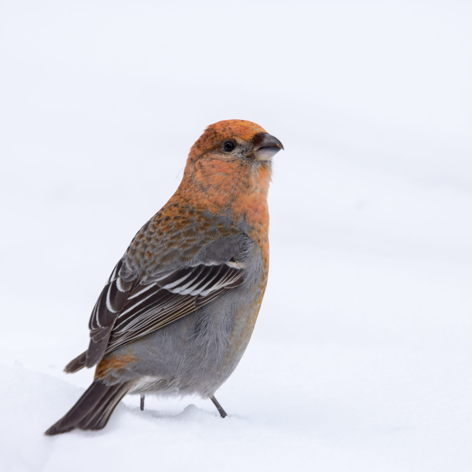 Valokuvaaja: Katri Niskanen