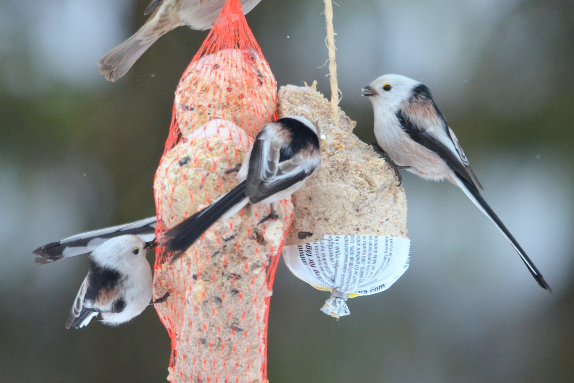 Valokuvaaja: Kaarlo Asikainen