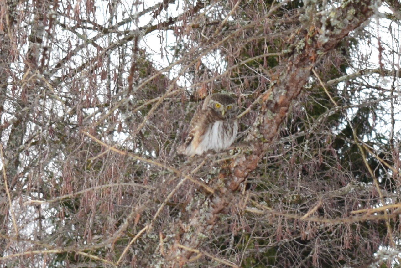 Valokuvaaja: Eila Ylönen Valokuvaaja: Eila Ylönen