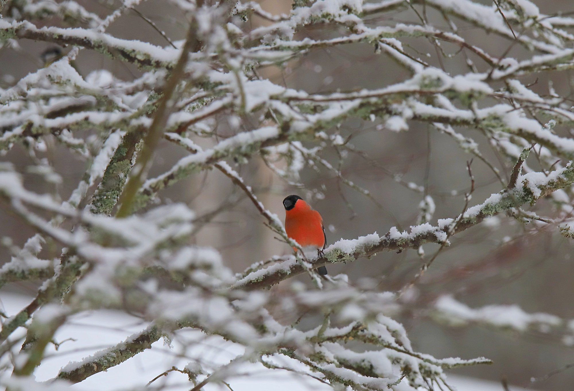 Valokuvaaja: sirpa jyske