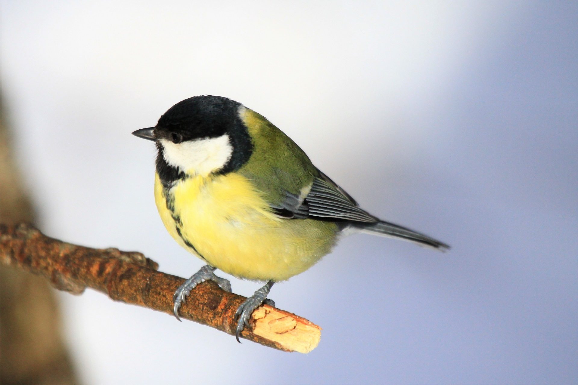 Valokuvaaja: Berndt Hannelius