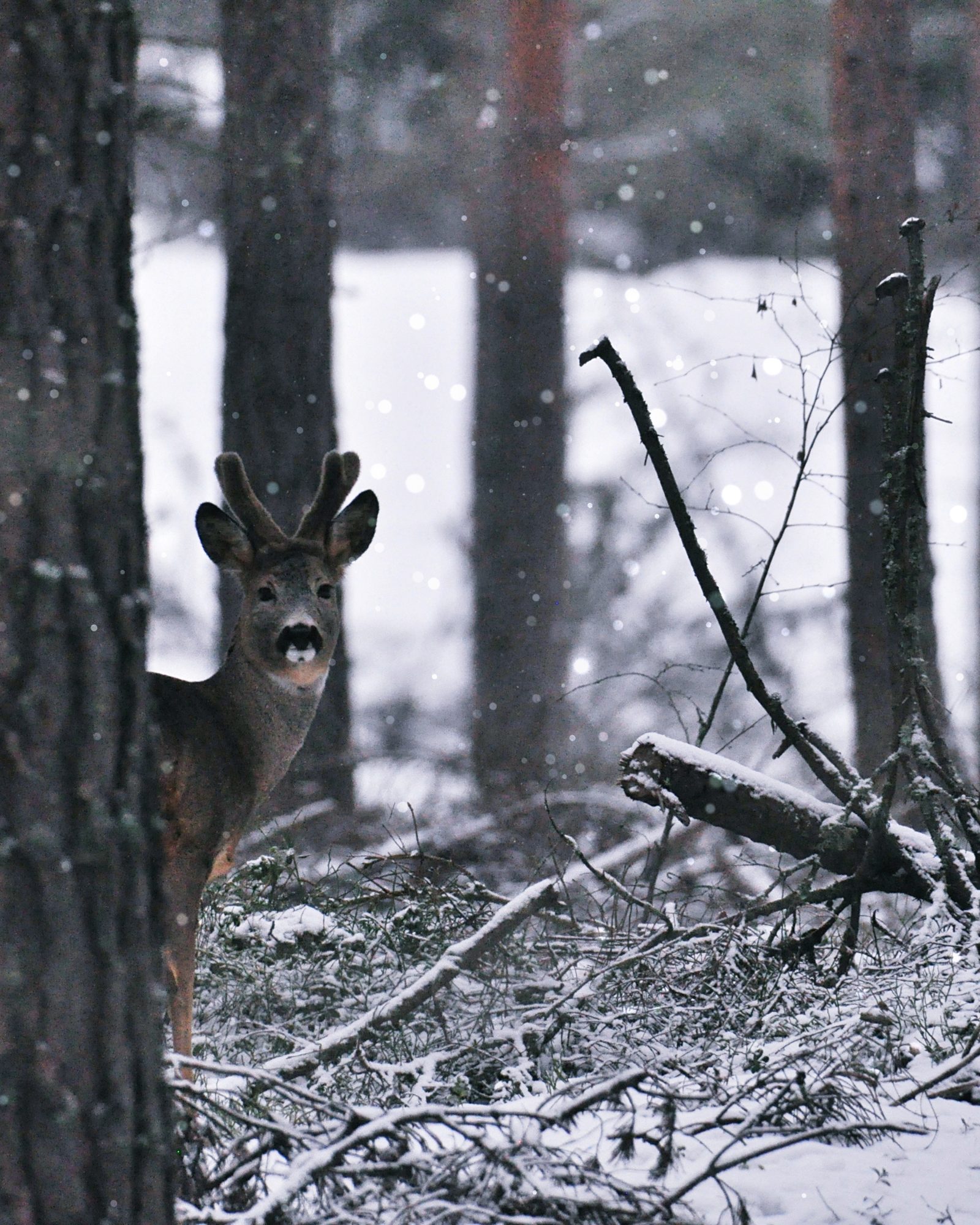Valokuvaaja: Jenni Merilä