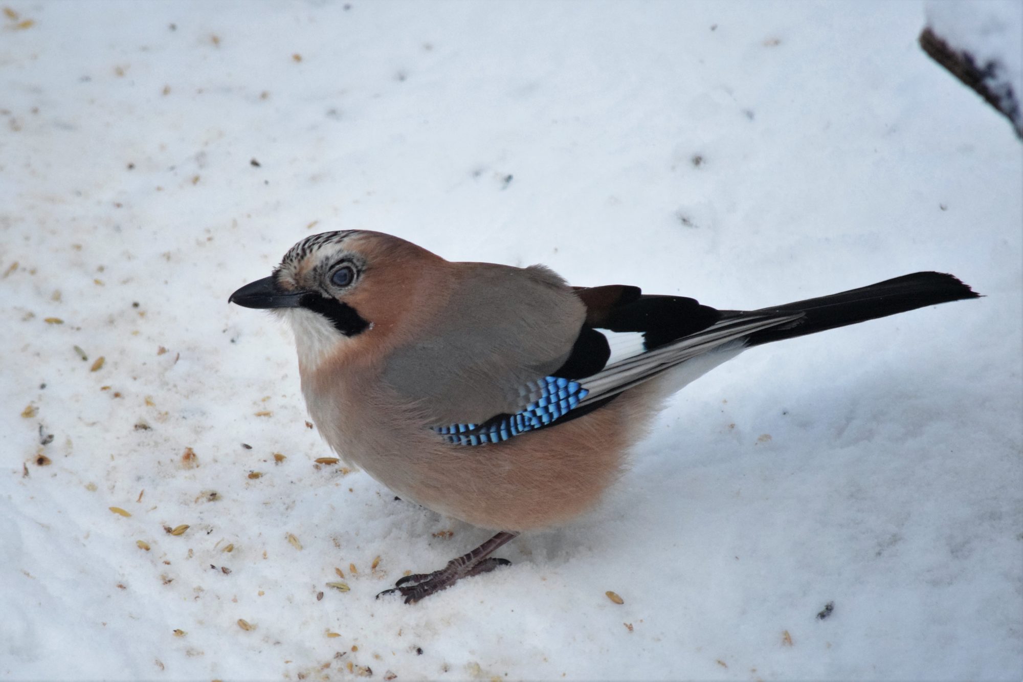 Valokuvaaja: Eetu Savolainen Valokuvaaja: Eetu Savolainen