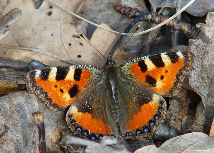 Valokuvaaja: Juhani Harkas