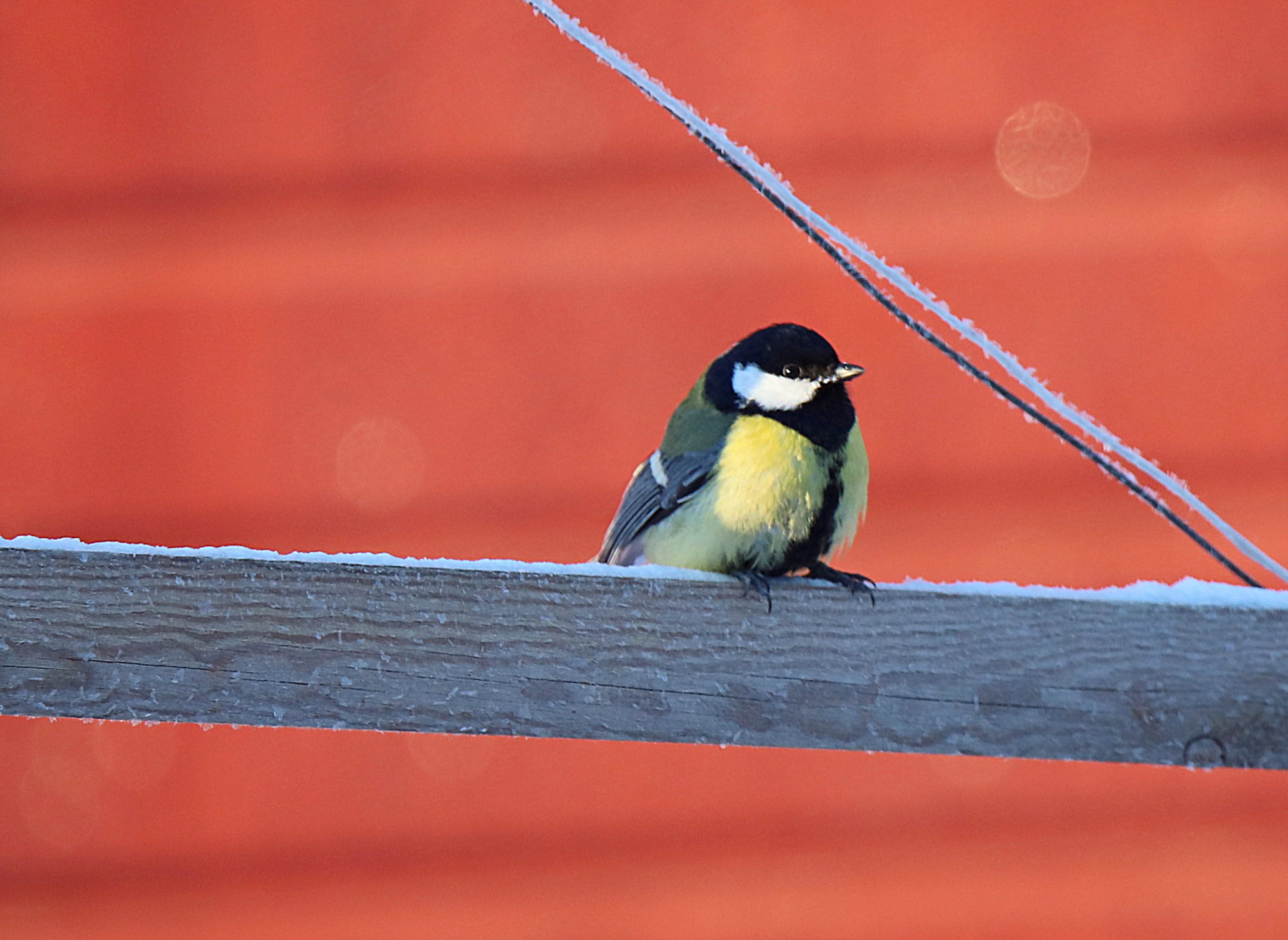 Valokuvaaja: sirpa jyske