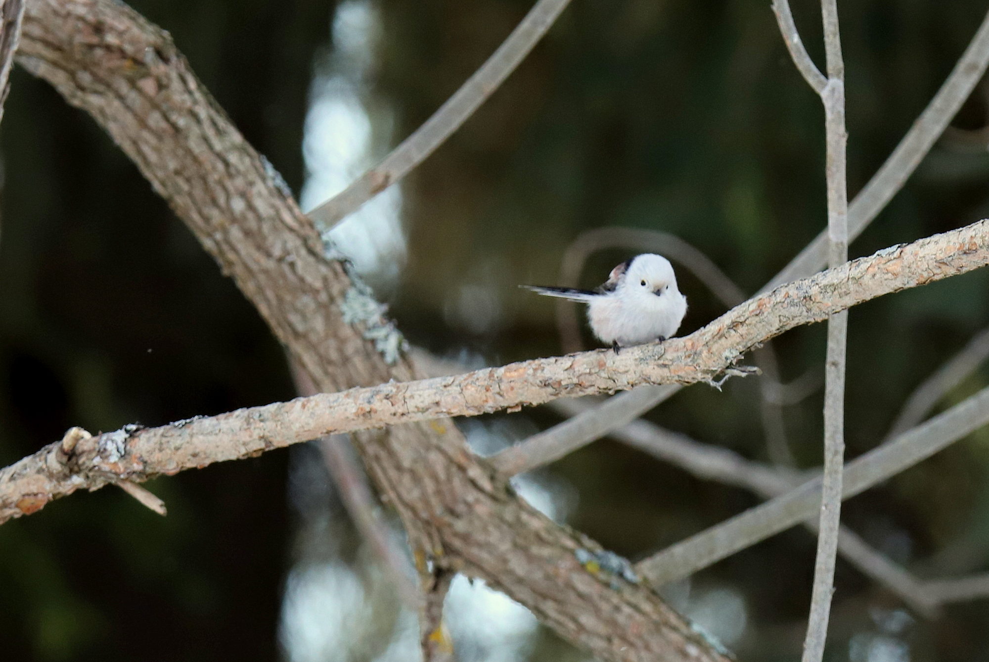 Valokuvaaja: sirpa jyske