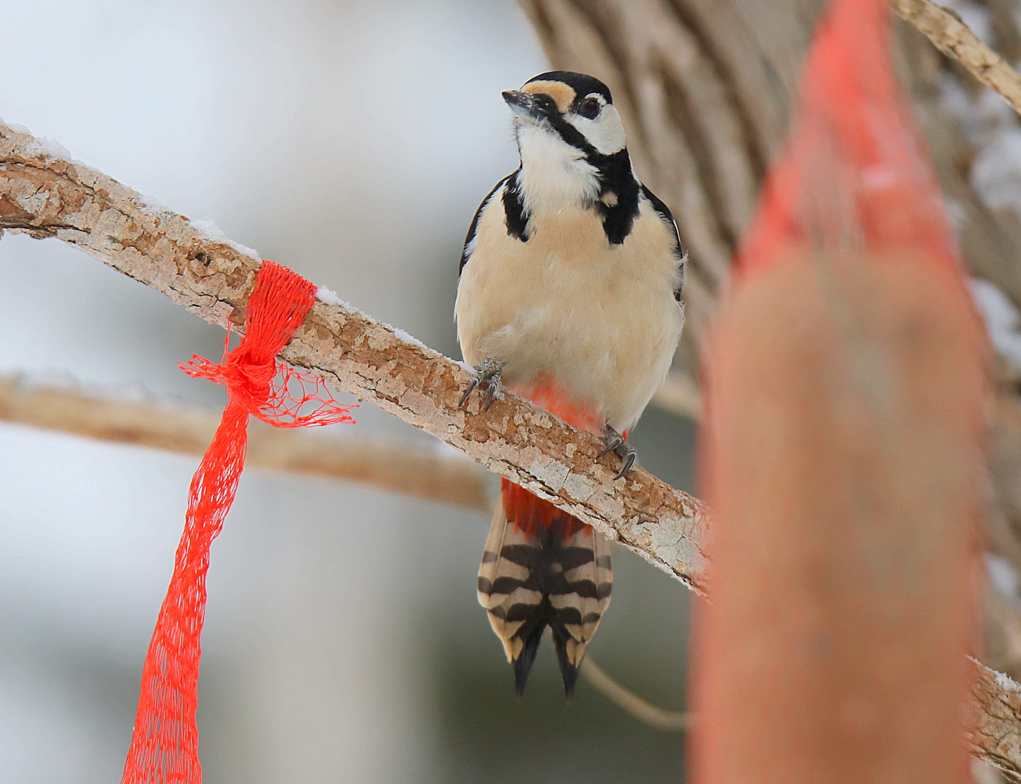 Valokuvaaja: sirpa jyske