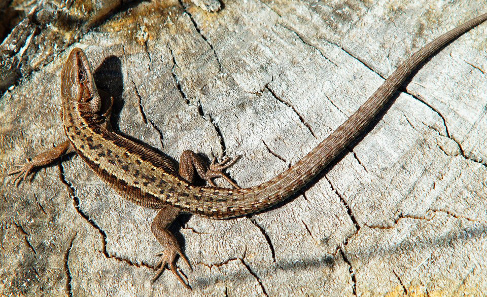 Valokuvaaja: Juhani Harkas