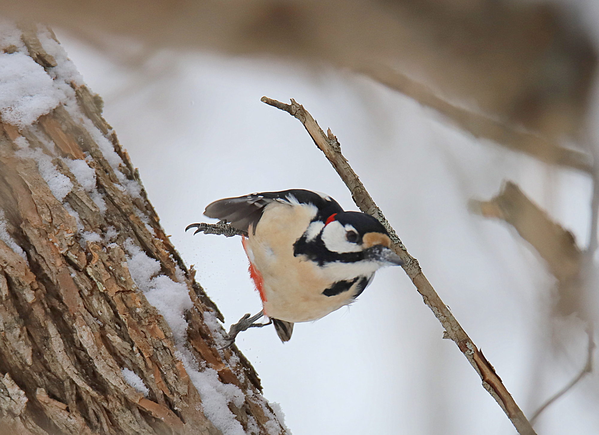 Valokuvaaja: sirpa jyske Valokuvaaja: sirpa jyske