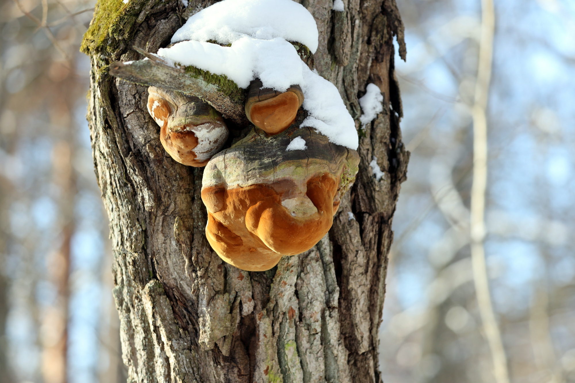 Valokuvaaja: Kari Aaltonen, Salo