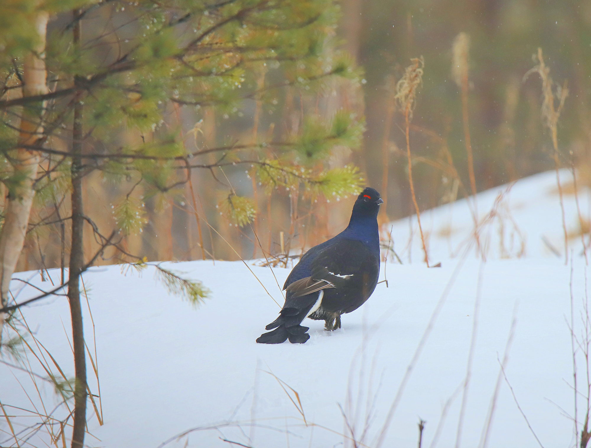 Valokuvaaja: sirpa jyske