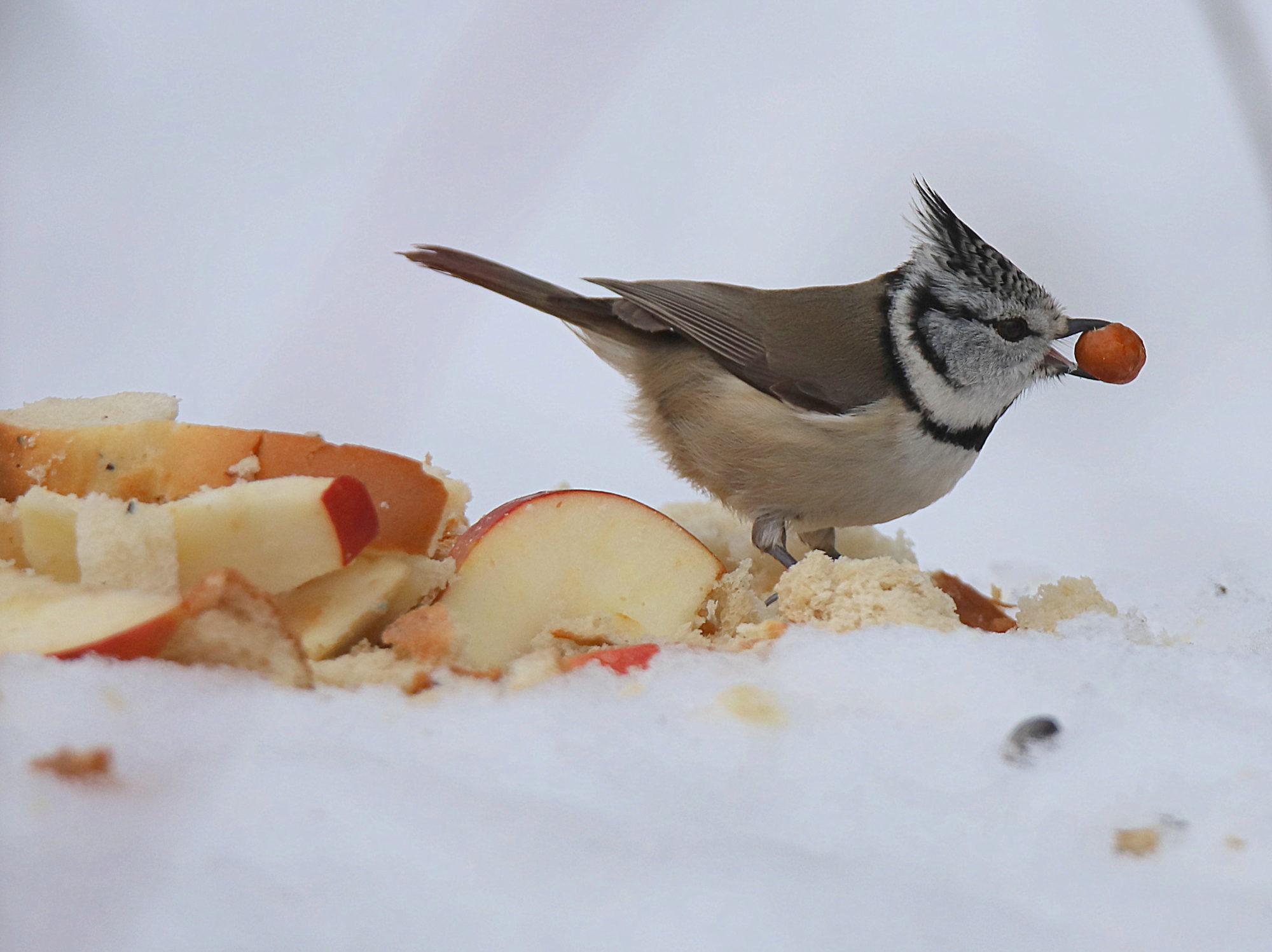 Valokuvaaja: sirpa jyske Valokuvaaja: sirpa jyske