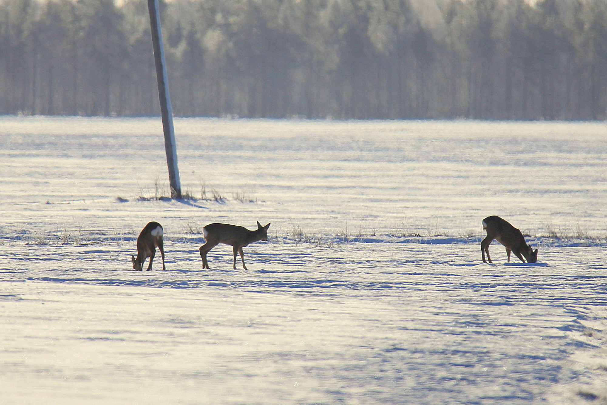 Valokuvaaja: sirpa jyske