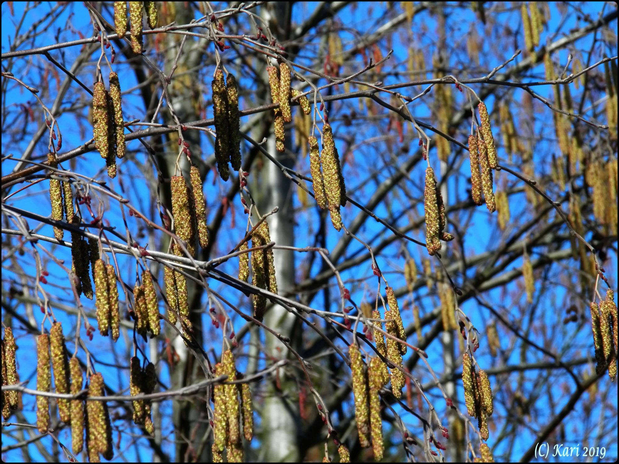 Valokuvaaja: Kari Saarinen
