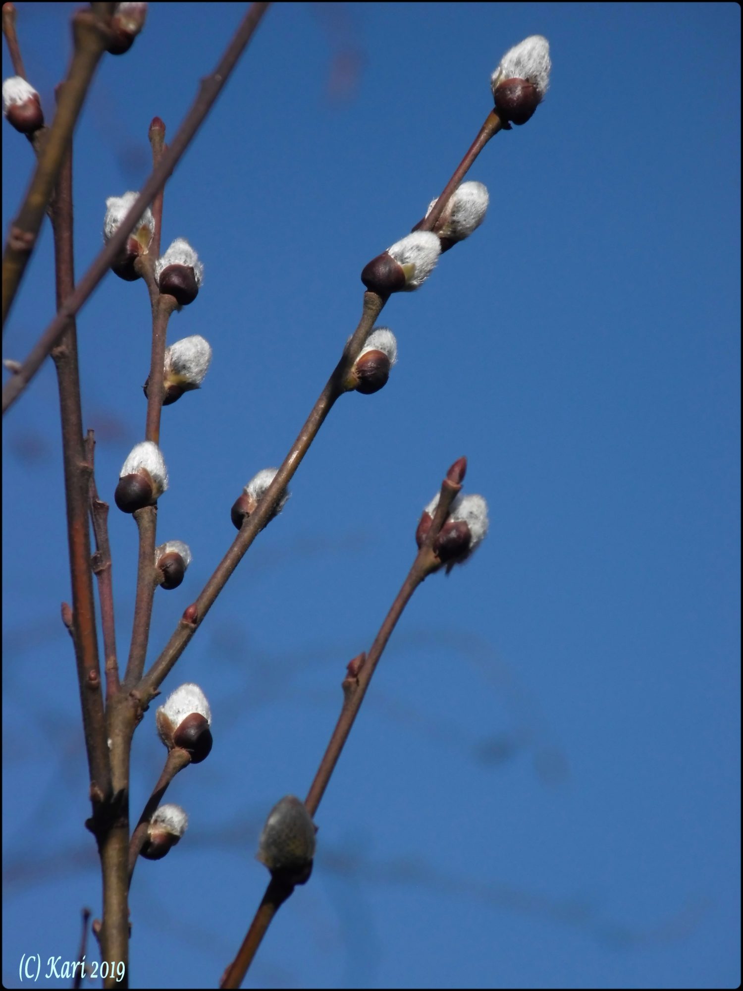 Valokuvaaja: Kari Saarinen