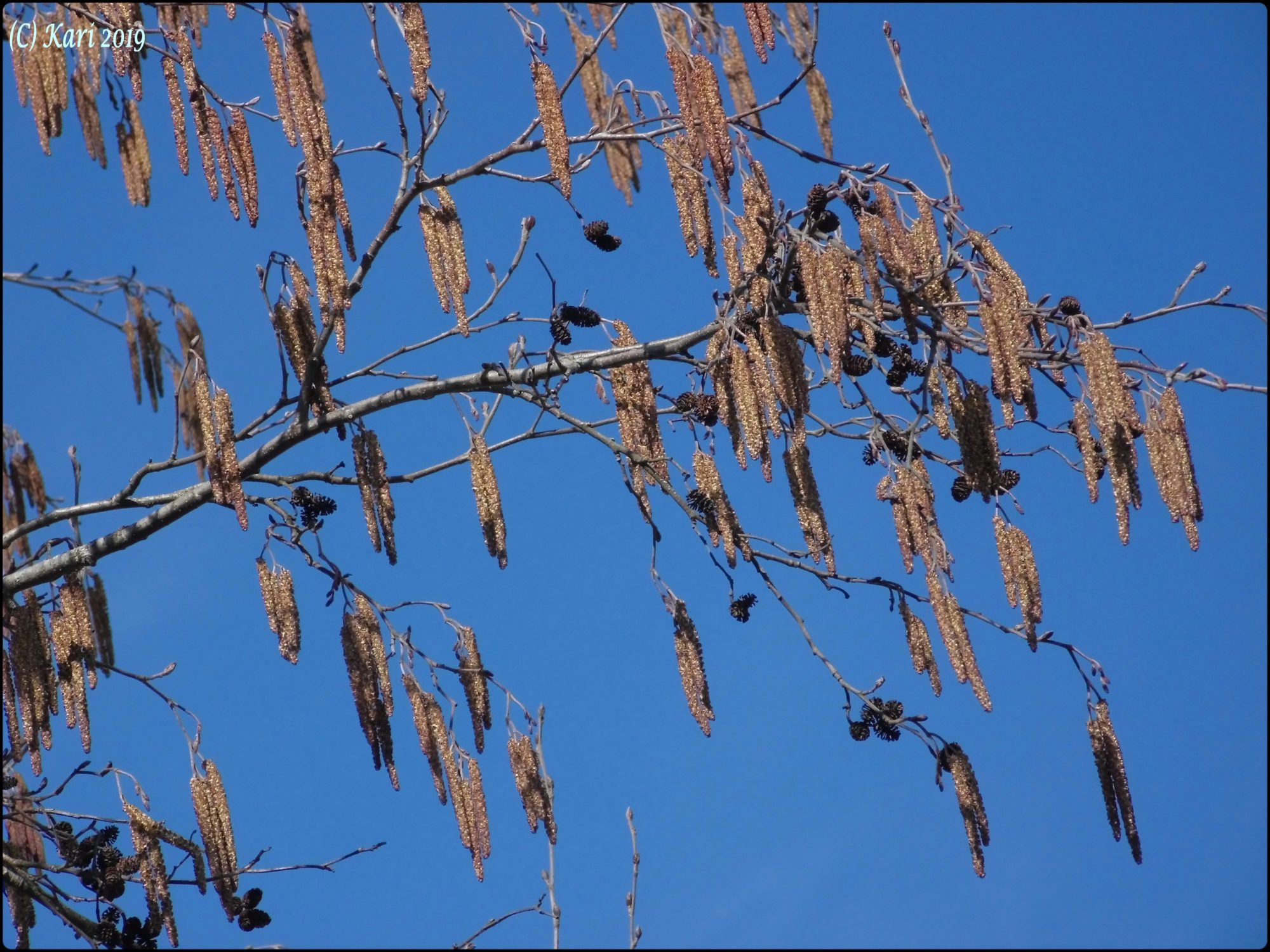Valokuvaaja: Kari Saarinen