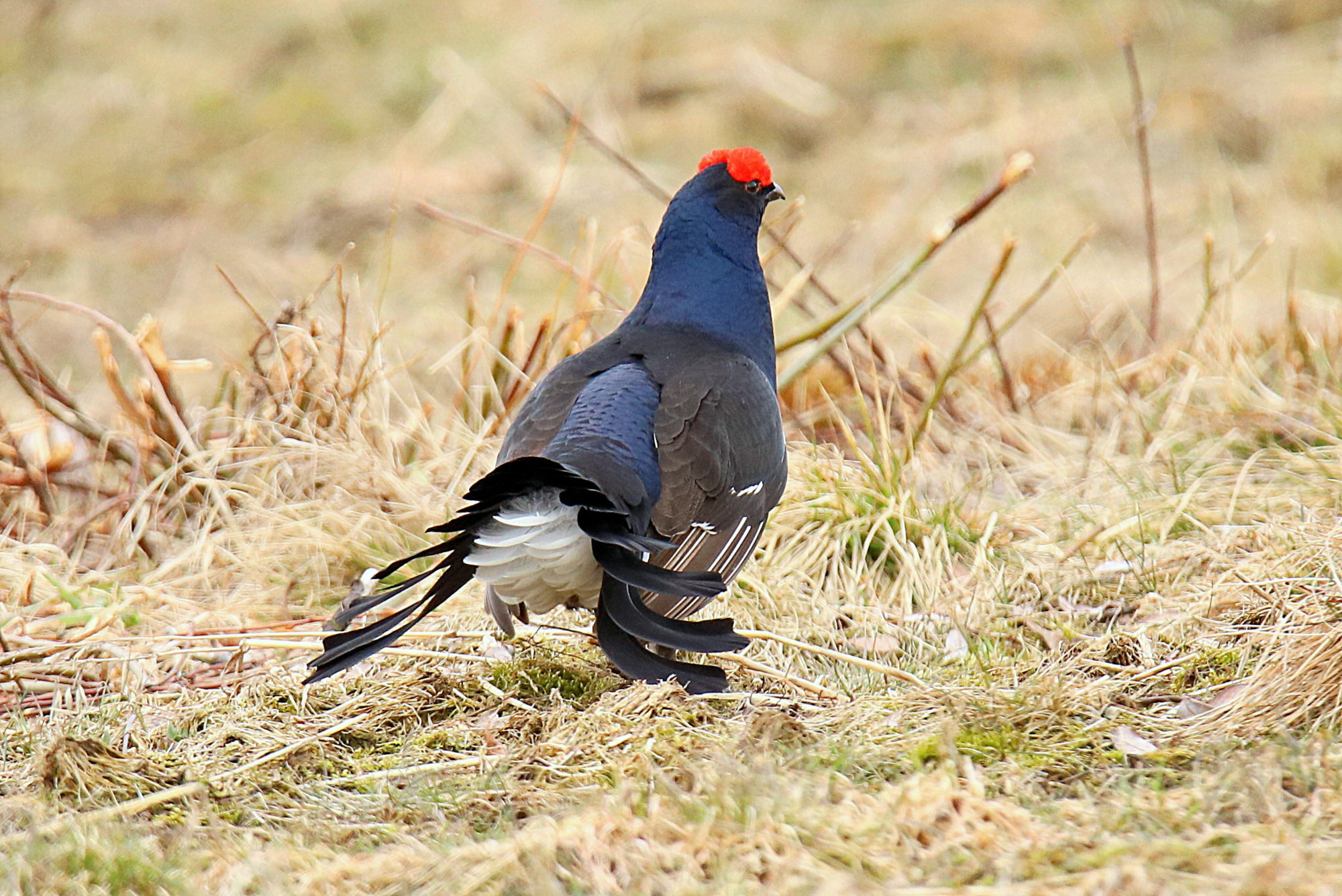 Valokuvaaja: sirpa jyske
