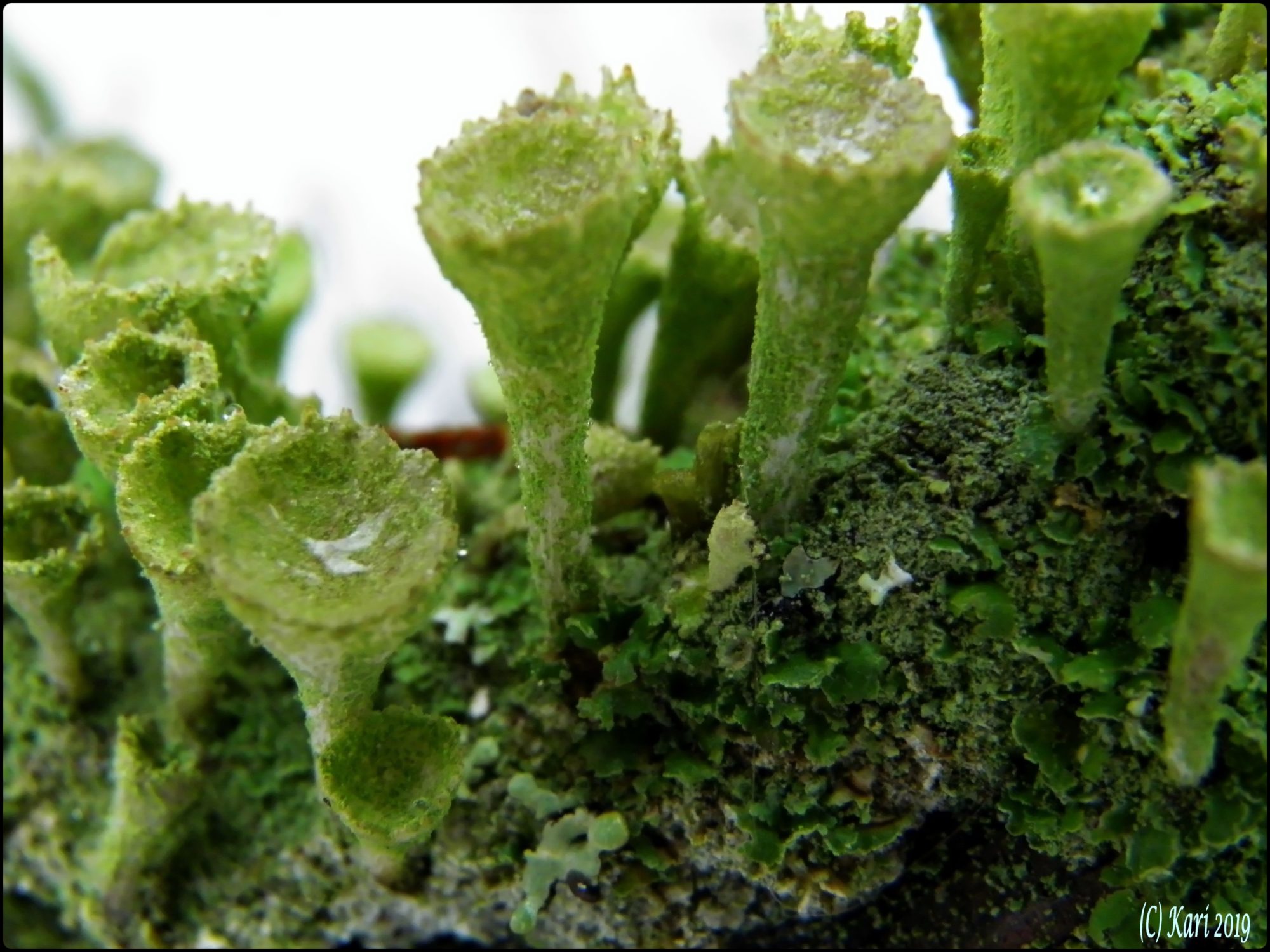 Valokuvaaja: Kari Saarinen