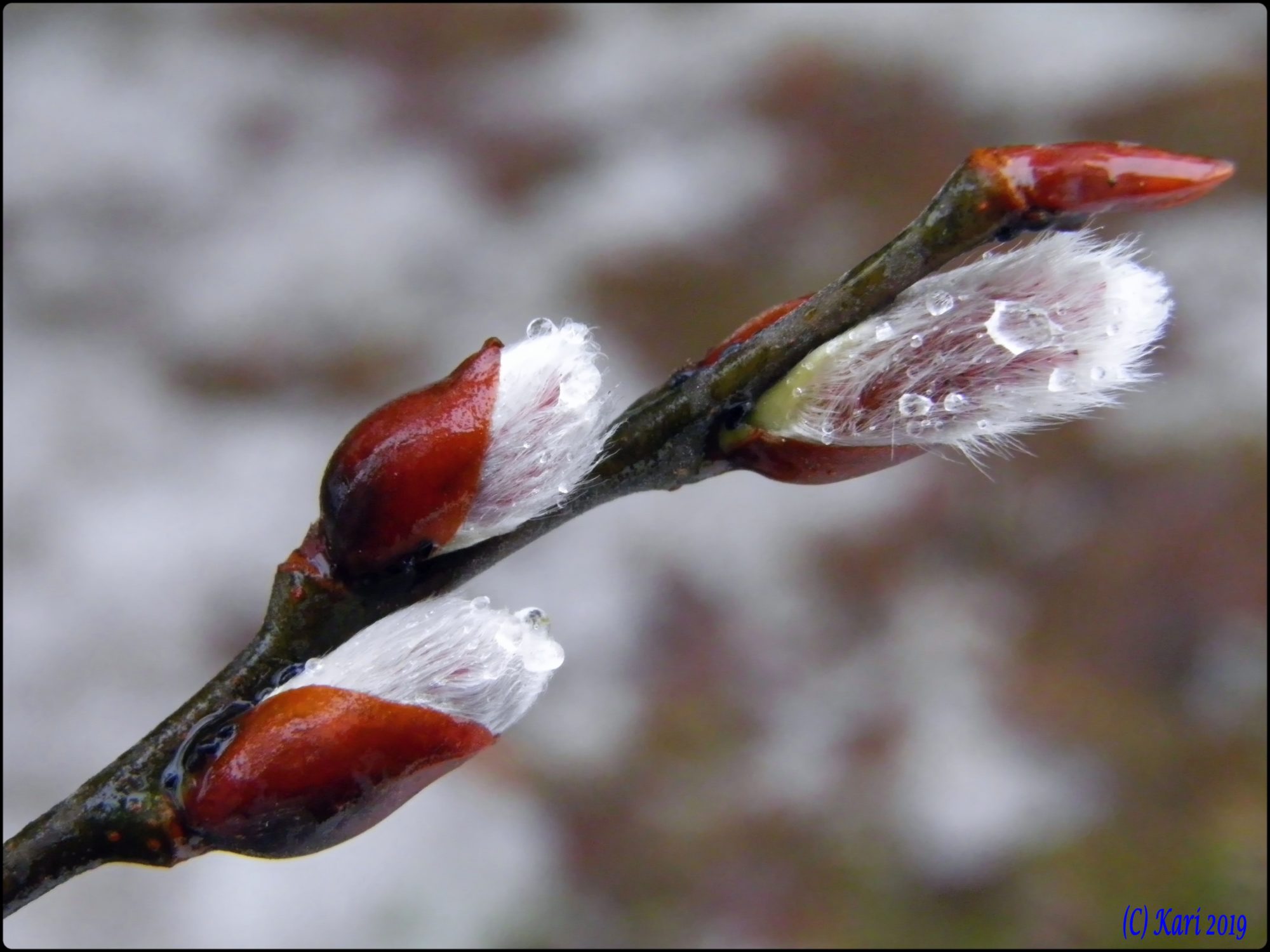 Valokuvaaja: Kari Saarinen